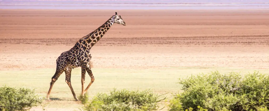 Lake Manyara