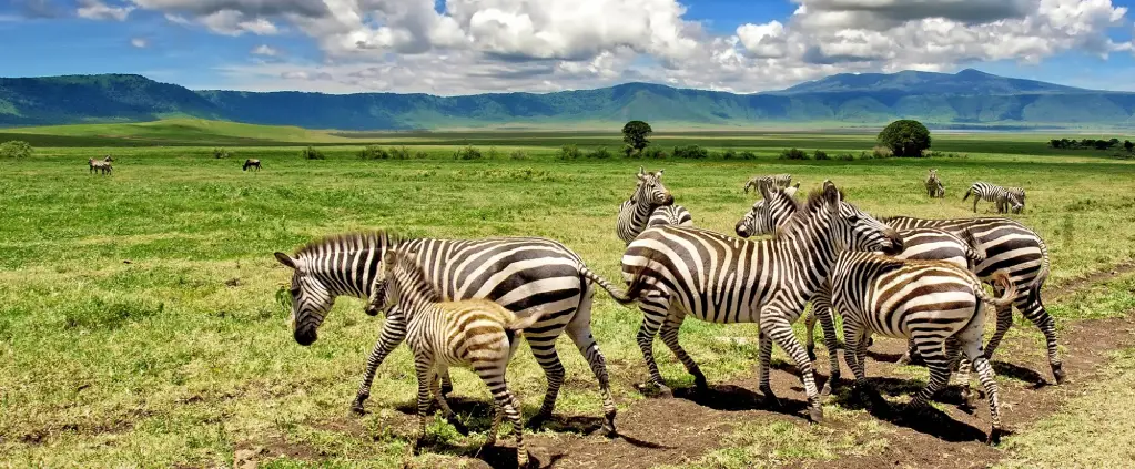 Ngorongoro