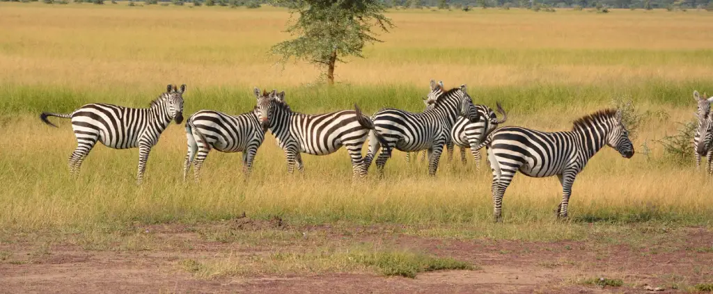 Lake Manyara