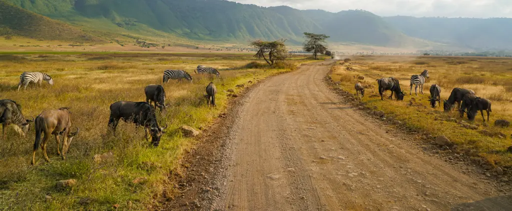 Ngorongoro