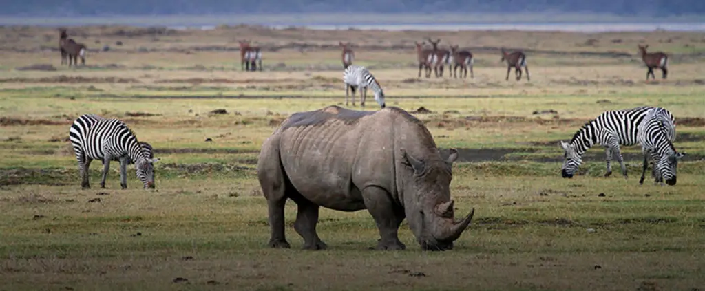 Ngorongoro