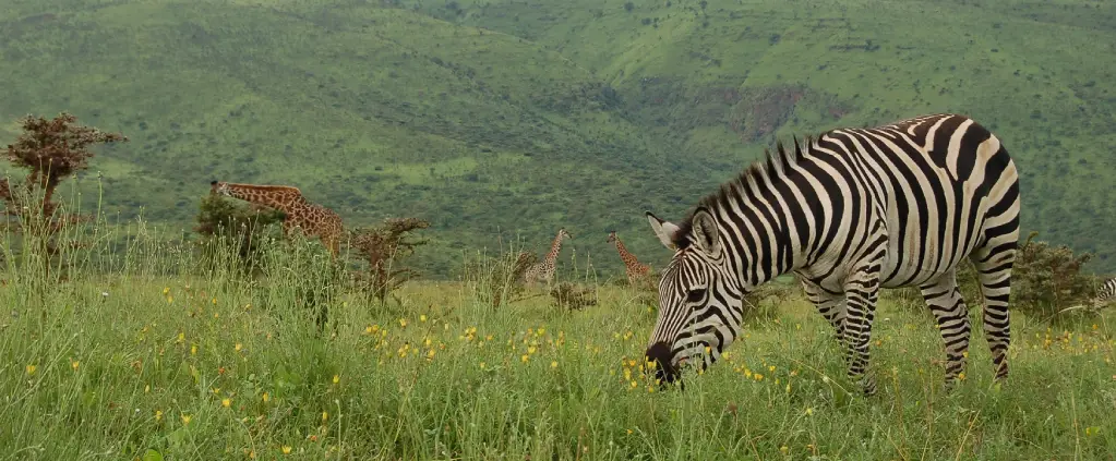 Ngorongoro