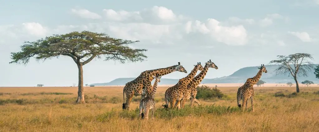 Serengeti