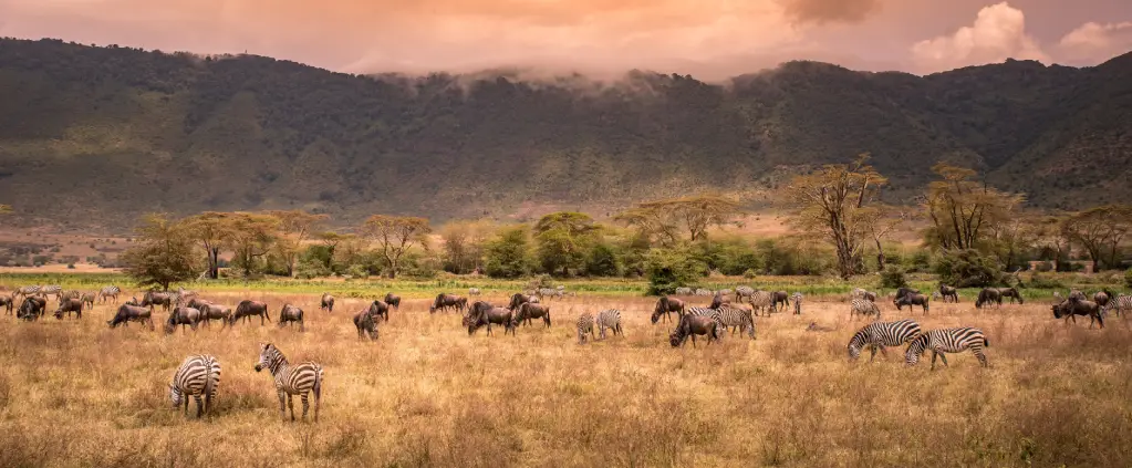 Ngorongoro