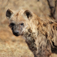 Spotted Hyena