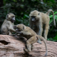 Baboons