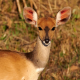 Bushbuck