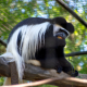 Black-and-white colobus monkey