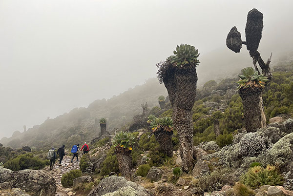 Kilimanjaro Temperature