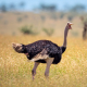 Ostriches