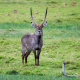 Waterbuck