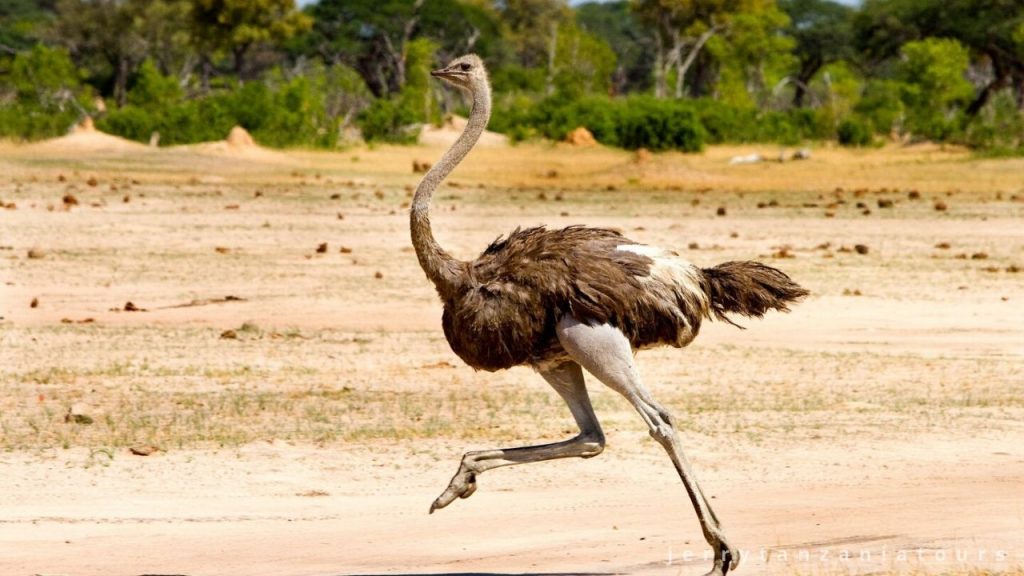 ostrich running