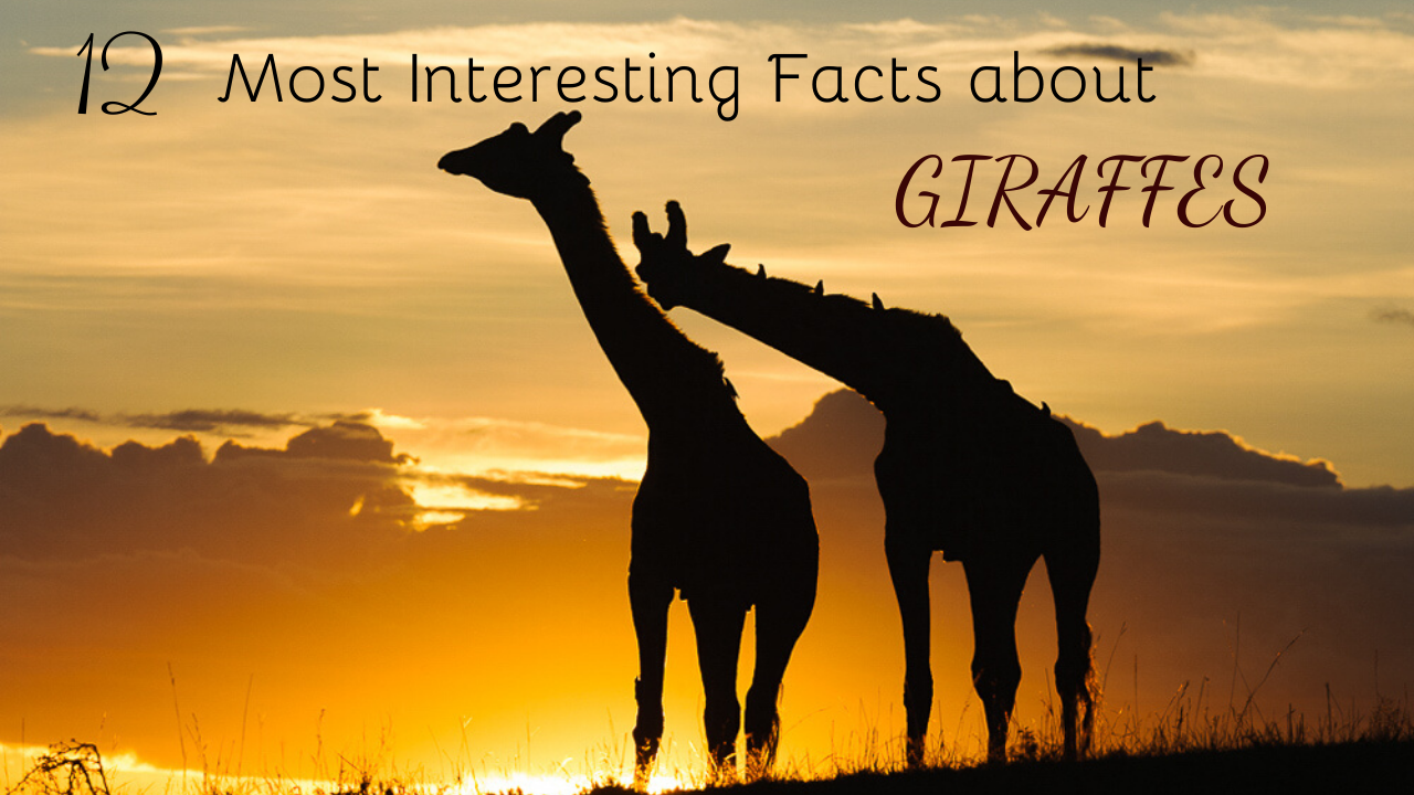 Most Interesting Facts >> 12 Most Interesting Fun Facts About Giraffes Jerry Most Interesting Facts >> 12 Most Interesting Fun Facts About Giraffes Jerry