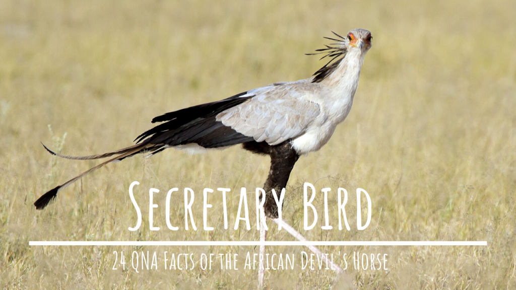 Facts About Secretary Bird