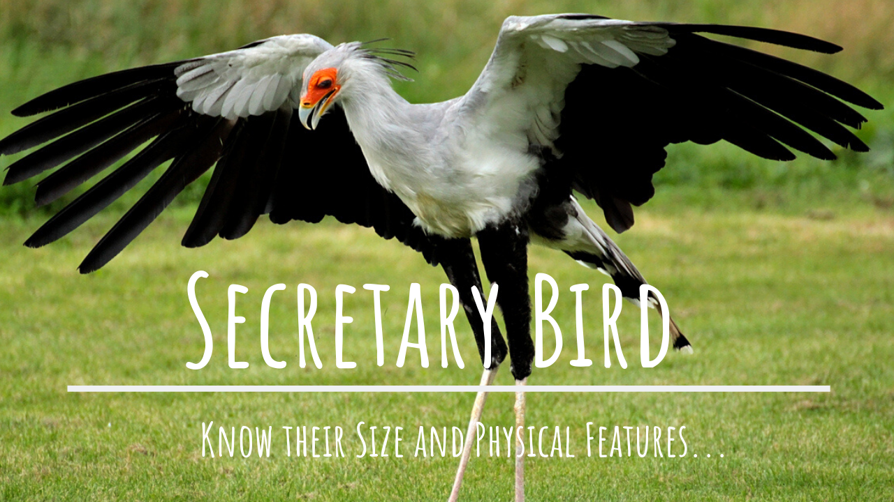 Download Secretary bird size and their Physical Features ( Amazing Facts to Know)
