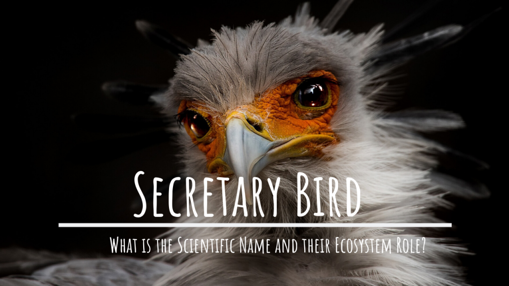 what secretary bird scientific name