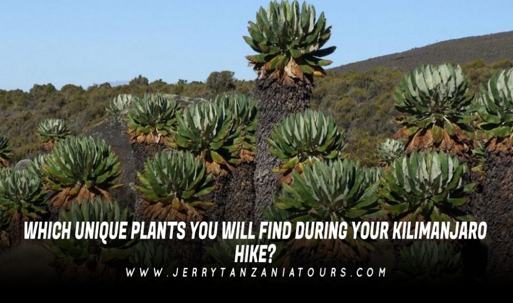 WHICH-UNIQUE-PLANTS-YOU-WILL-FIND-DURING-YOUR-KILIMANJARO-HIKE