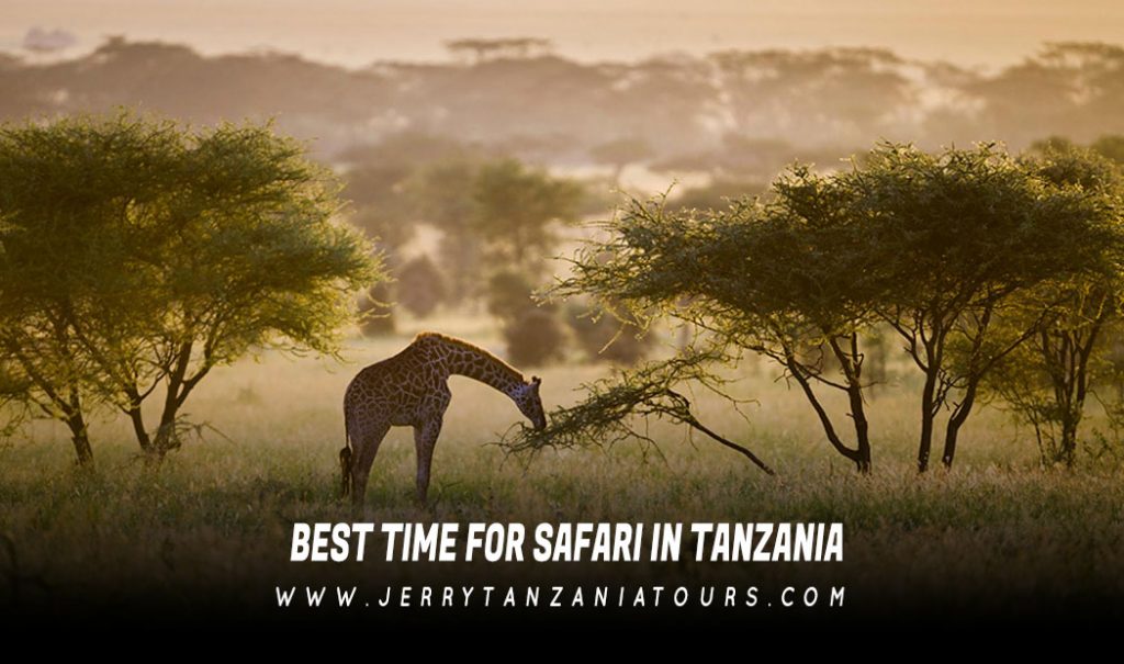 Best Time For Safari In Tanzania