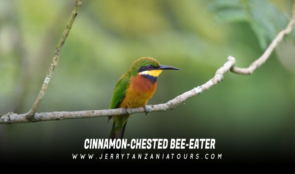 Cinnamon-Chested-Bee-Eater