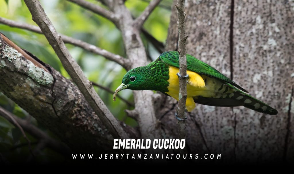 Emerald-Cuckoo