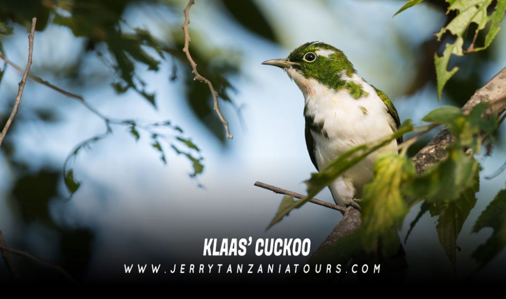 Klaas’-Cuckoo