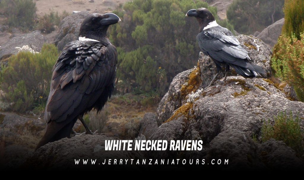 White-Necked-Ravens