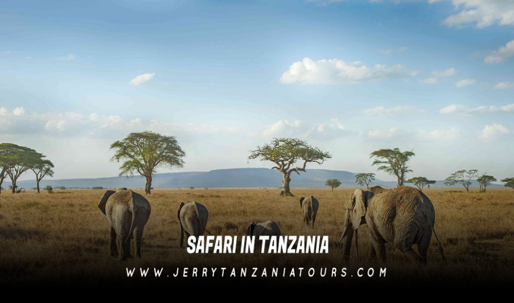 Safari In Tanzania