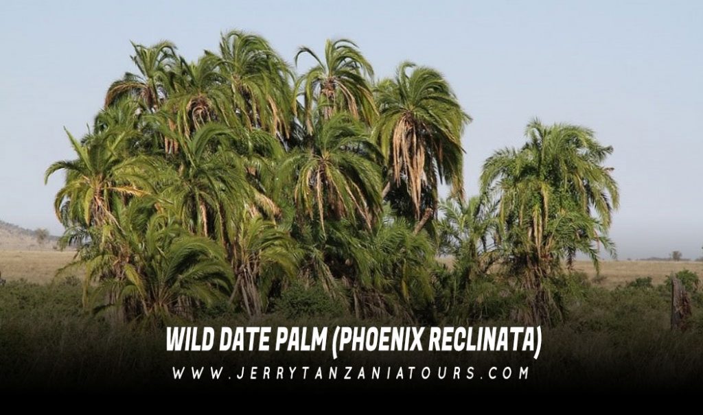 Wild Date Palm