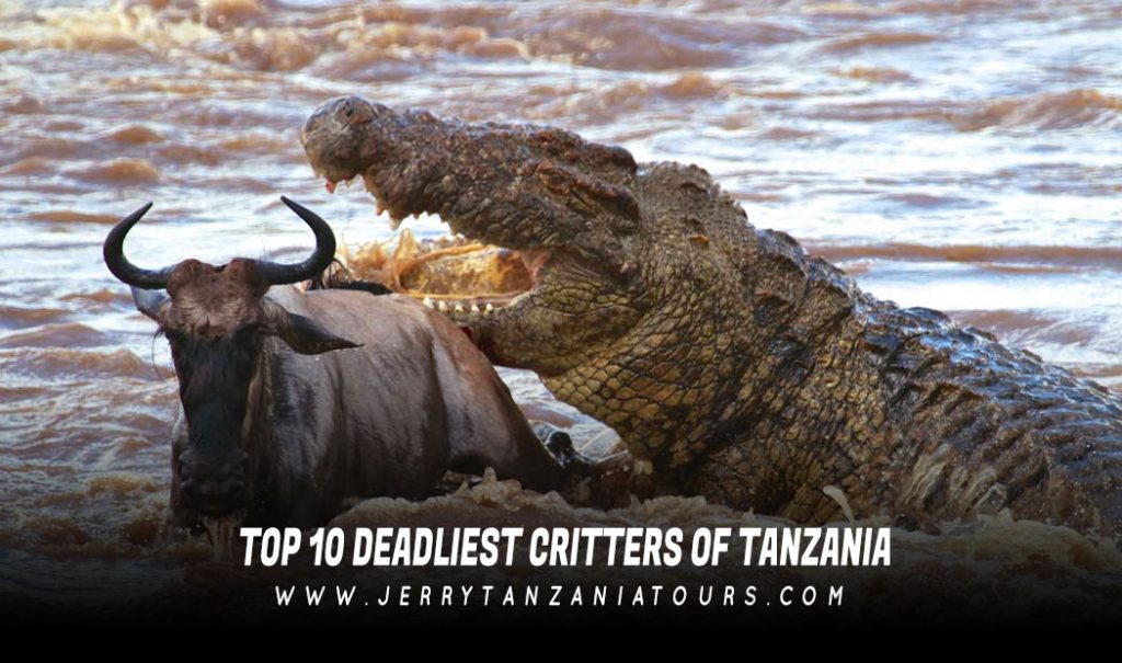Top 10 Deadliest Critters of Tanzania - Tanzania Animals Facts