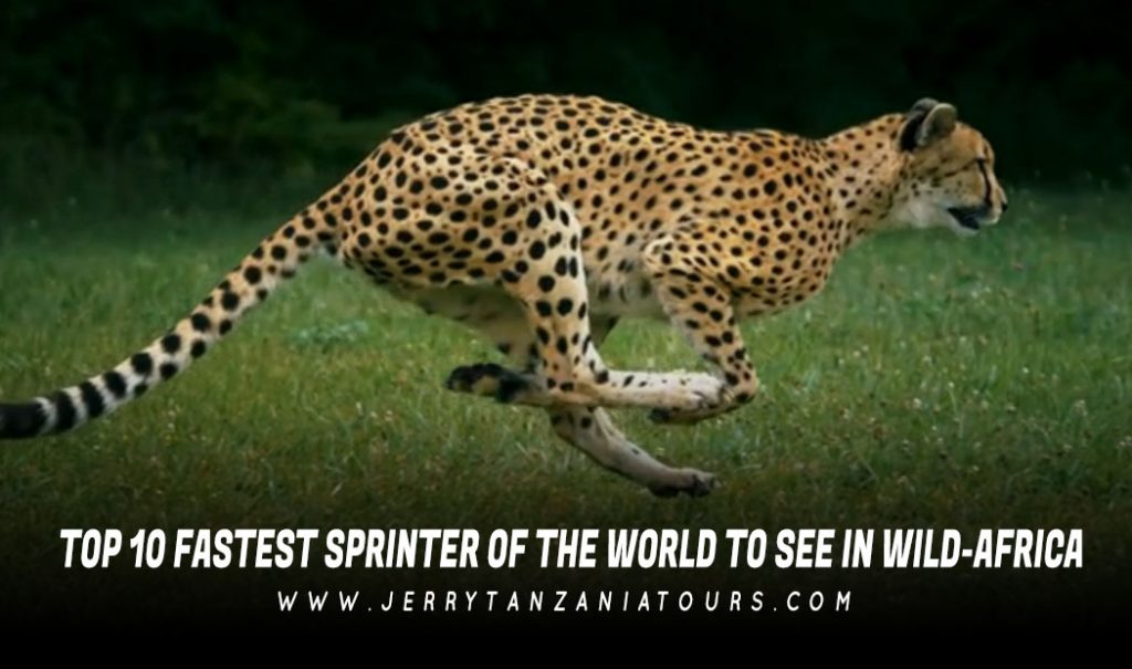 Top 10 Fastest Land Animals in the World (How Fast They Are?)