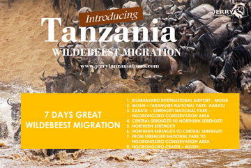 7 Days Great Wildebeest Migration pdf