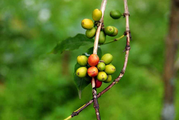 Kilimanjaro Coffee plantation