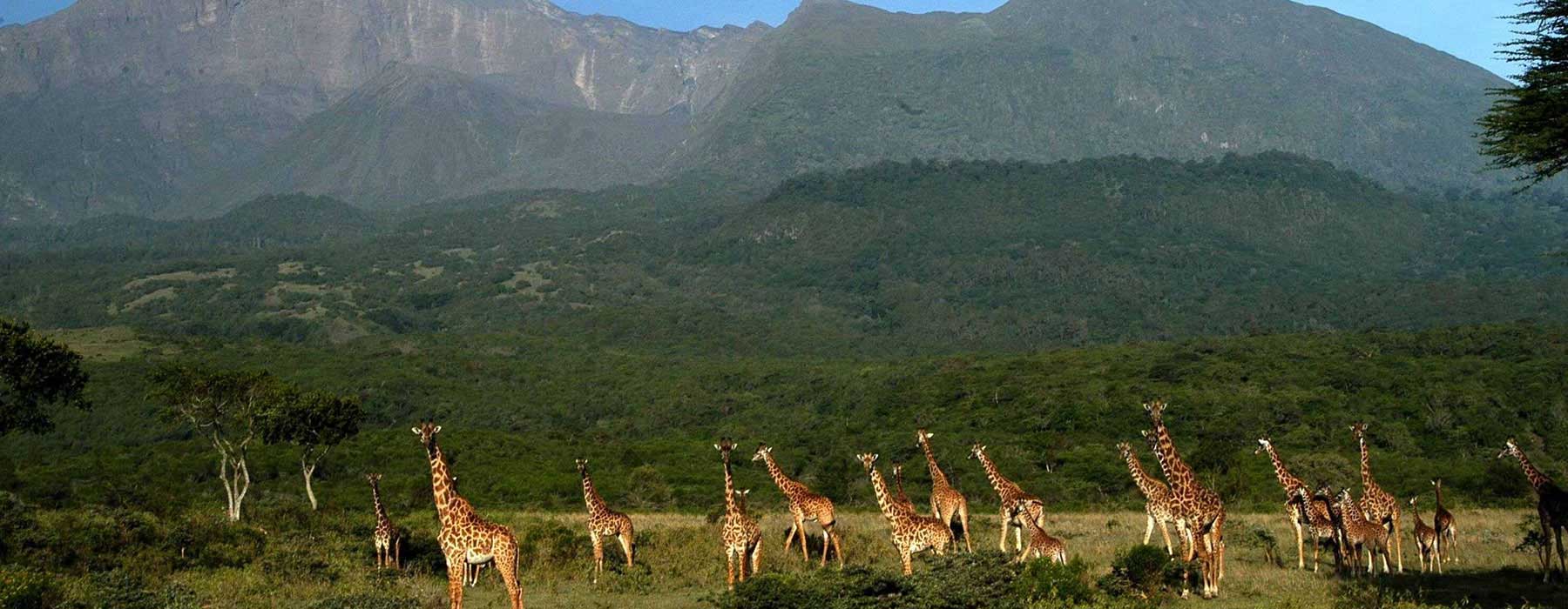 Arusha National Park Day Trip 