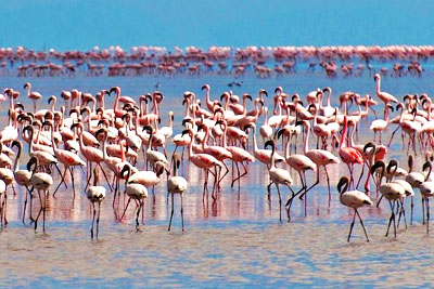 Lake Manyara National Park – Dramatic Park To Find Tanzania Birding