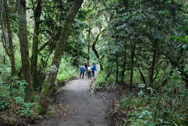 Kilimanjaro Hike