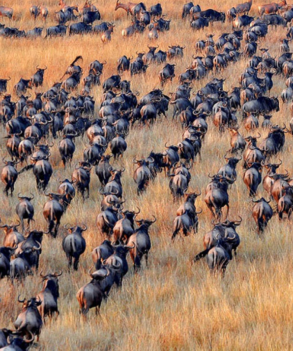 7 Days Great Wildebeest Migration